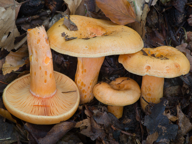 Lactarius salmonicolor